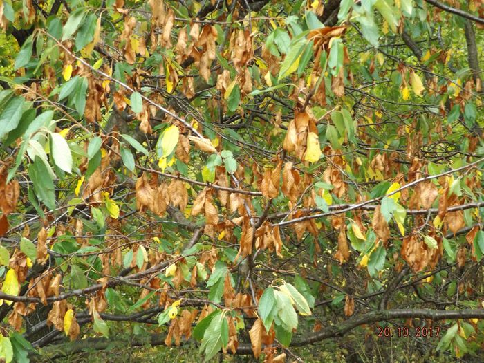 C'est pas beau mais ça montre comment un arbre fait pour survivre à une sécheresse prolongée. Dès le réchauffement d'après l'équinoxe d'automne, plus de la moitié des feuilles ont séché jusqu'à la mort sans passer par les couleurs d'automne qui vont du jaune au rouge pour ces cerisiers. Par contre 1/3 des feuilles sont restées bien vertes pour que l'arbre continue de vivre, seules quelques rares ont jauni.