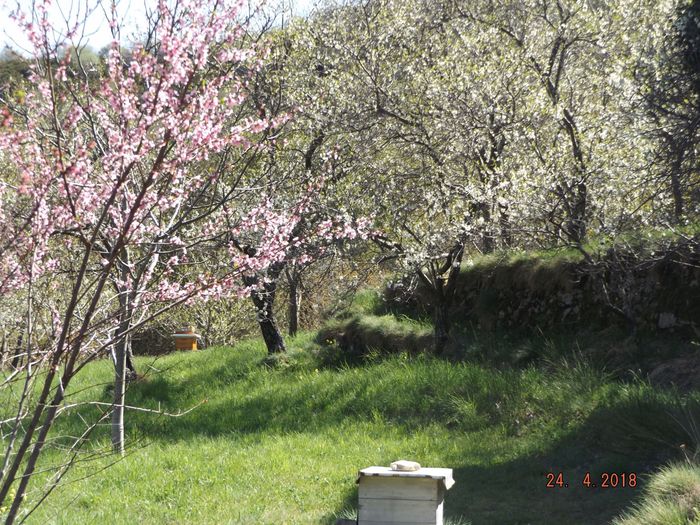 Bizarre la floraison 2018. Jusqu'au 18, paysage d'hiver, arbres dépouillés, pas une fleur. Puis brusquement en quelques jours, voilà les pêchers, cerisiers et pruniers en fleurs, qui passent très vite et tous en même temps, alors qu'une année normale, c'est d'abord les pêchers, puis les pruniers, et en fin les cerisiers. Mais la nature s'adapte! une semaine de chaleur dans un mois d'avril pluvio-neigeux, et tout se fait cette semaine là!